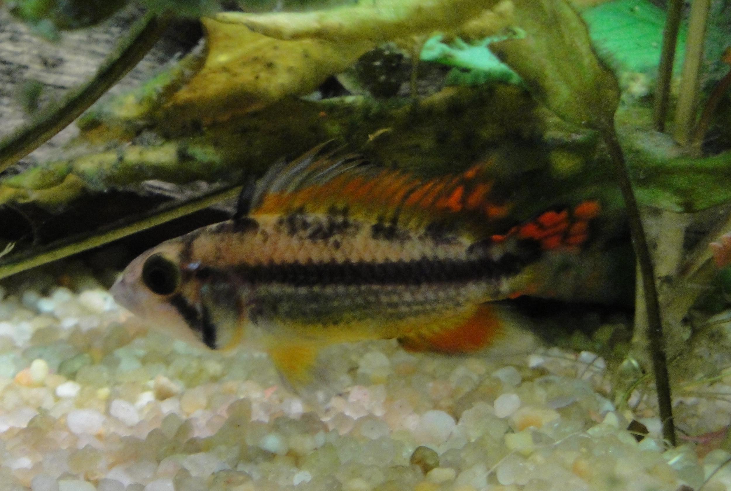 Apistogramma Cacatoïdes