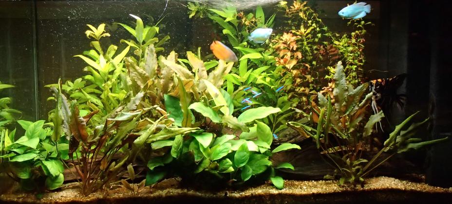 Vue d'ensemble de mon aquarium