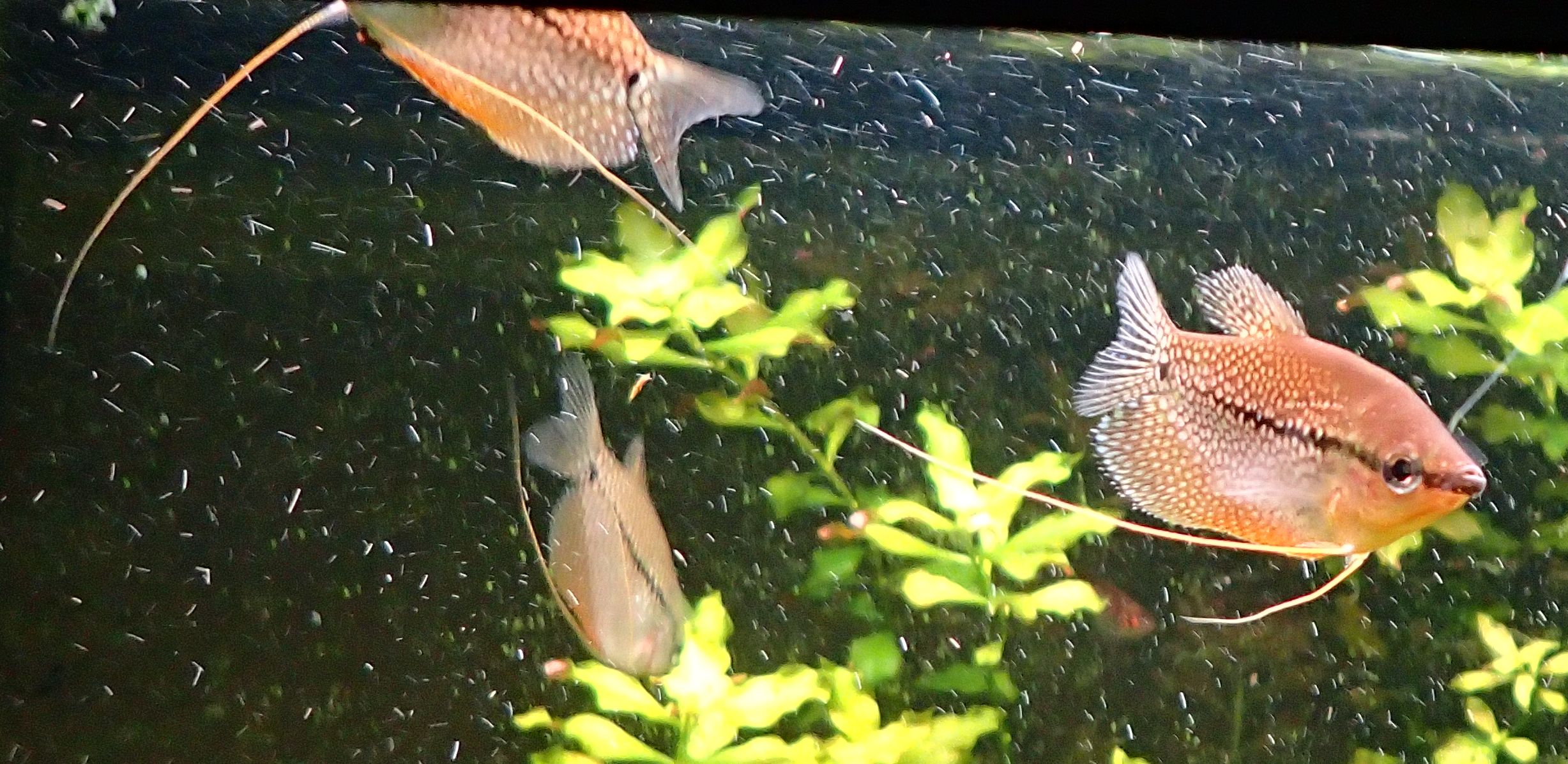 Gouramis Perlés